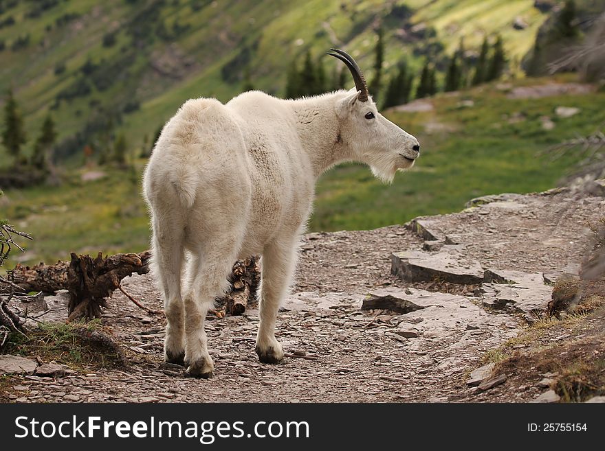 Mountain Goat At Glacier National Park