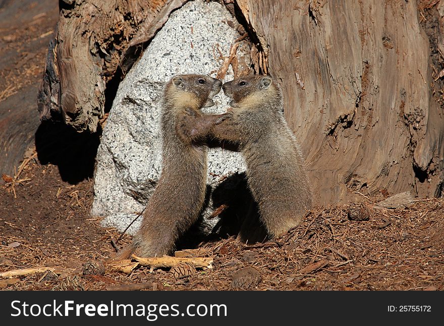 Two marmots playing early in the morning at Sequoia National Park, U.S.A. Two marmots playing early in the morning at Sequoia National Park, U.S.A