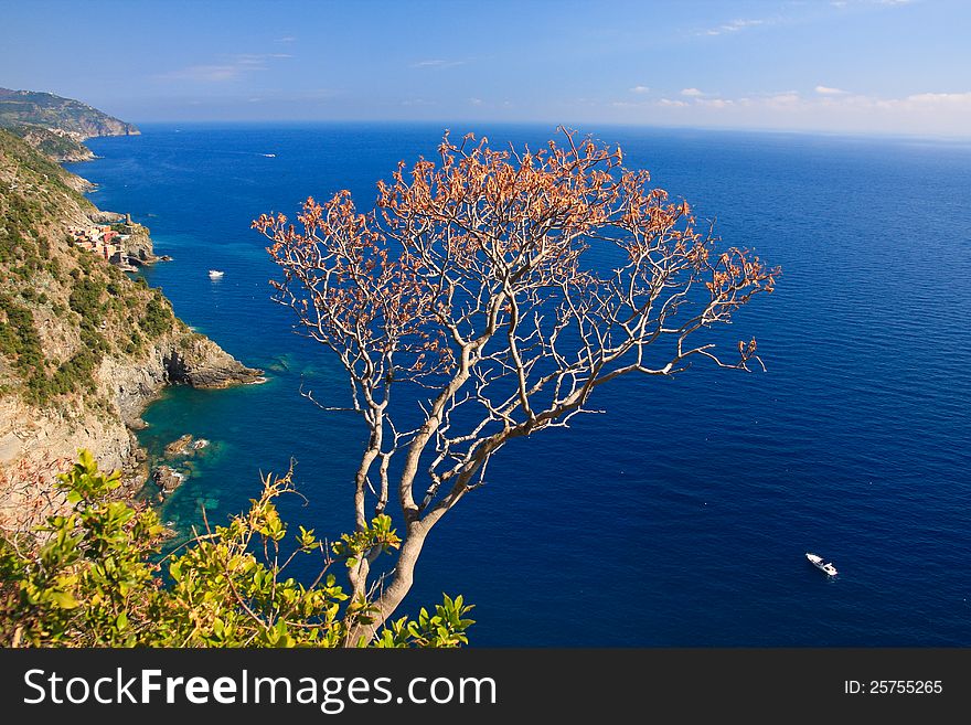 Tropical scenery of tree situated on a cliff. In background blue sea with yacht. Tropical scenery of tree situated on a cliff. In background blue sea with yacht.