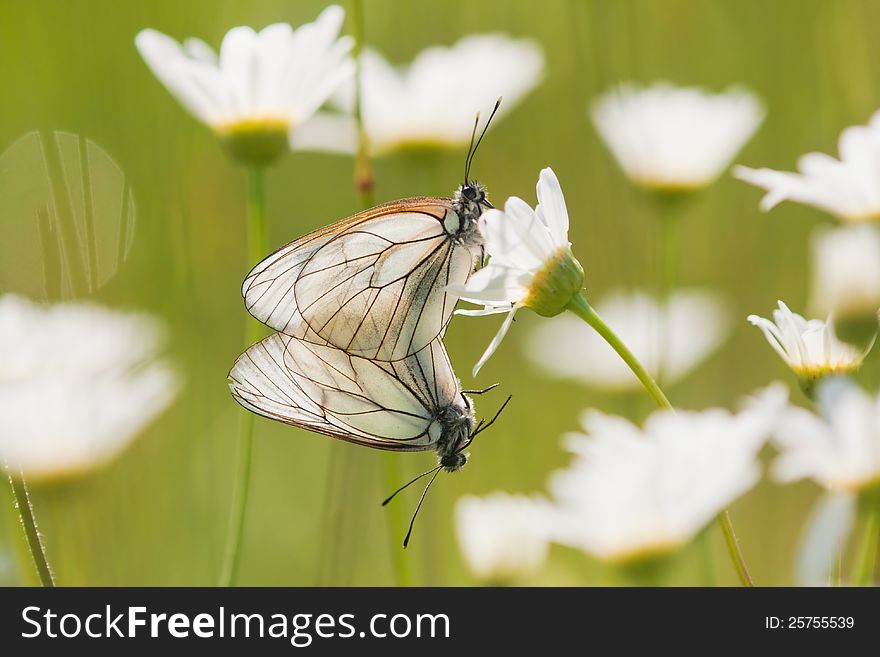 Two black-veined white butterflies copulating in a marguerite meadow
