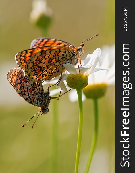 Two populating fritillary sitting on a marguerite blossom