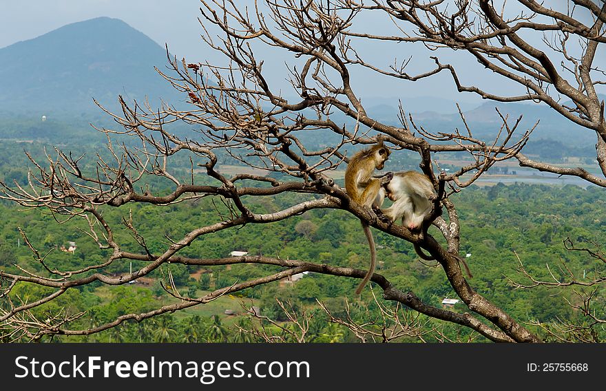 Monkeys sitting on the bare branches of a tree overlooking a tropical landscape grooming each other. Monkeys sitting on the bare branches of a tree overlooking a tropical landscape grooming each other
