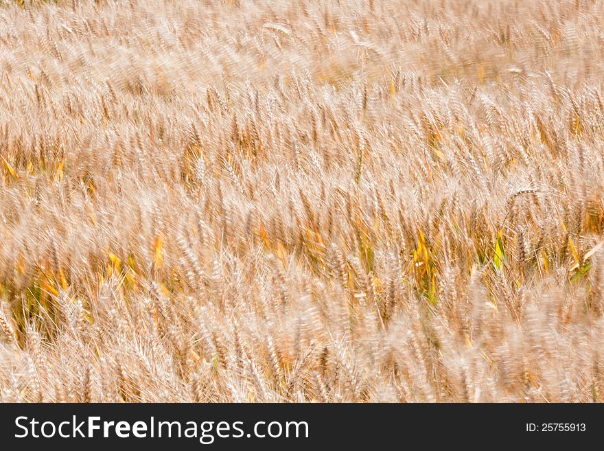 Background picture of a field with rye partly with motion blur from the wind. Background picture of a field with rye partly with motion blur from the wind