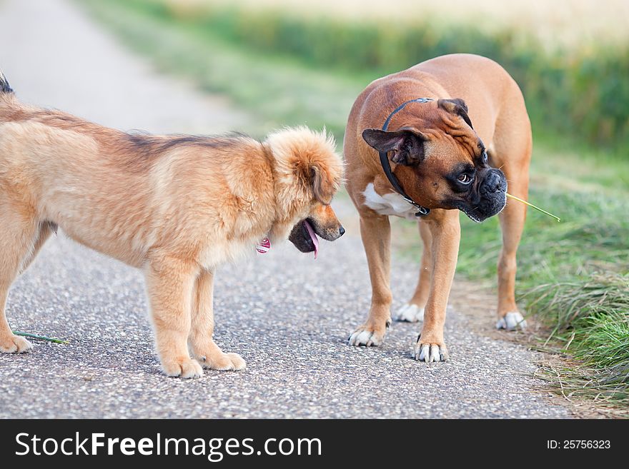 Elo (German dog breed) puppy and a boxer standing on a country path. Elo (German dog breed) puppy and a boxer standing on a country path