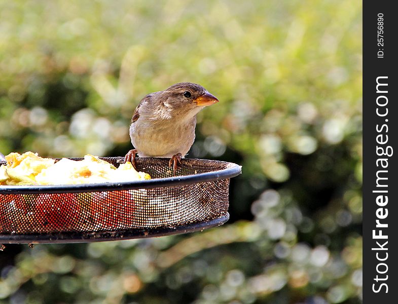 Photo of a common female british sparrow on a feeding table. Photo of a common female british sparrow on a feeding table.