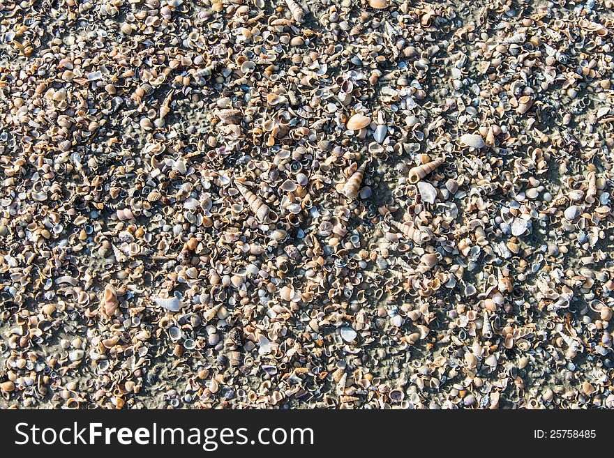 Texture of many little seashells from a beach of Thailand. Texture of many little seashells from a beach of Thailand