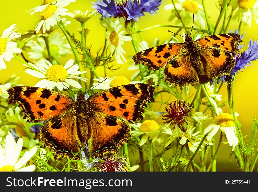 Two charming butterflies among  flowers. Two charming butterflies among  flowers