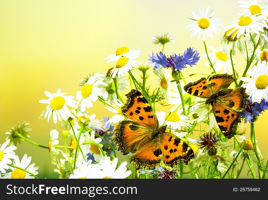 Two Butterflies On Camomiles