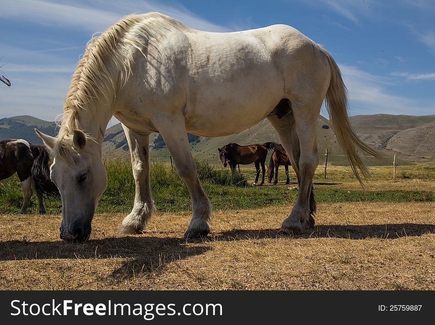 White horse stallion grazing on the mountain