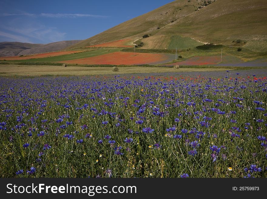 Field of blue flowers in the umbria country