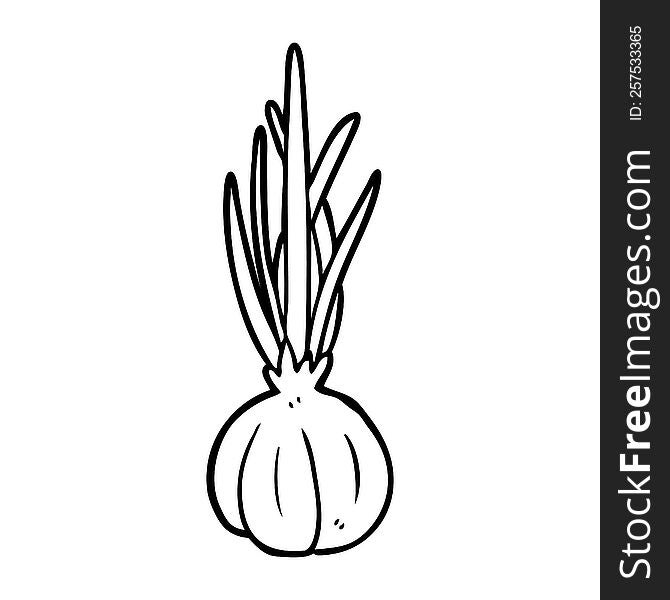 line drawing of a garlic bulb. line drawing of a garlic bulb