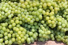 Bunches Of White Grapes Royalty Free Stock Images