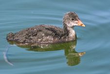 Immature Of Eurasian Coot Royalty Free Stock Image Immature Of Eurasian Coot Royalty Free Stock Image