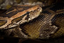 Python Snake Royalty Free Stock Photography Python Snake Royalty Free Stock Photography