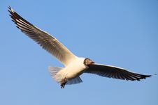 A Seagull, Soaring In The Sky Stock Photo A Seagull, Soaring In The Sky Stock Photo