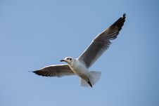 A Seagull, Soaring In The Sky Royalty Free Stock Photo