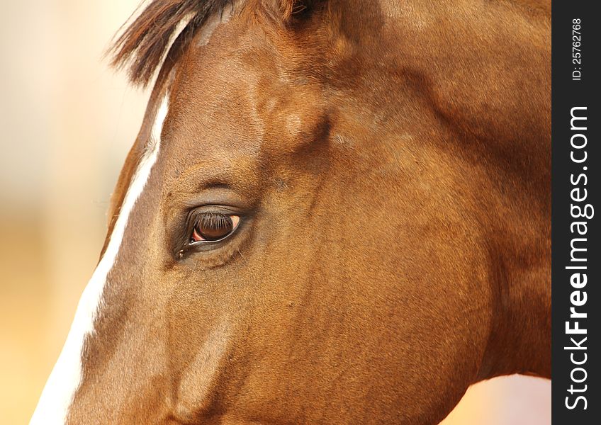 Horse portrait, selective focus on eye