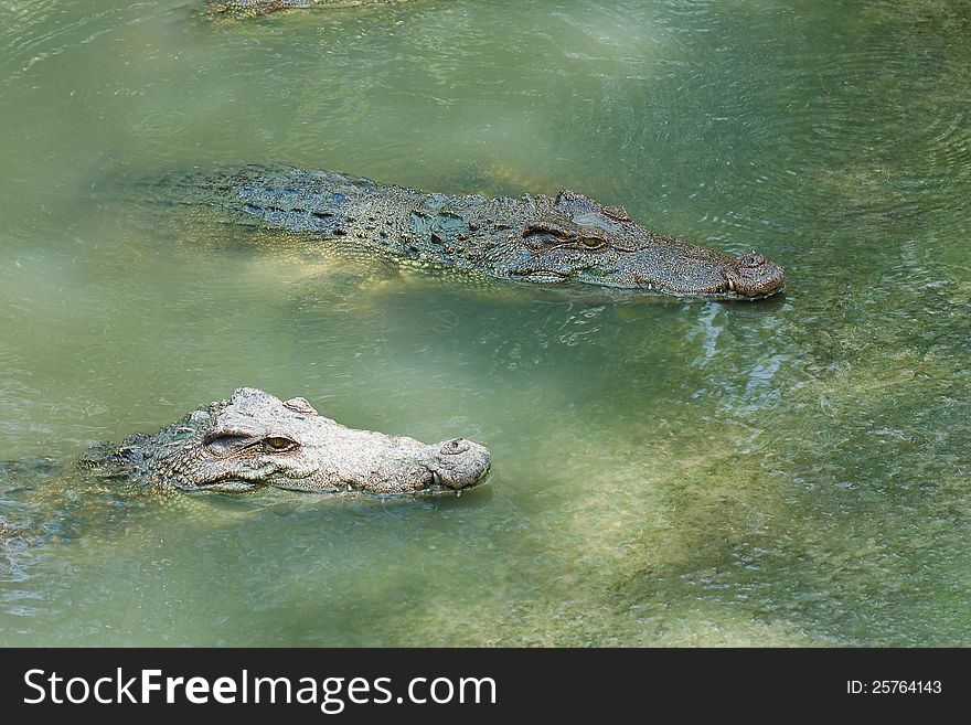 Crocodile pond at a zoo in Thailand.