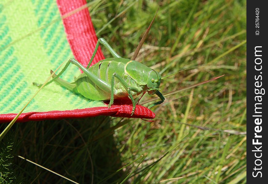 Closeup of grasshopper on blanket.
