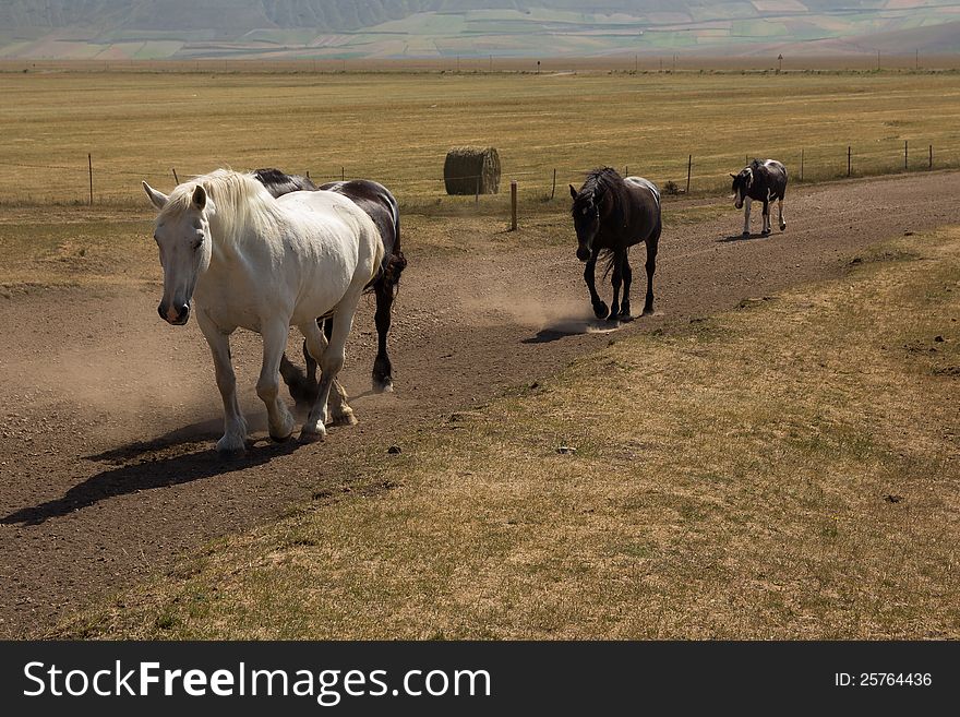 A group of horses running free in mountain