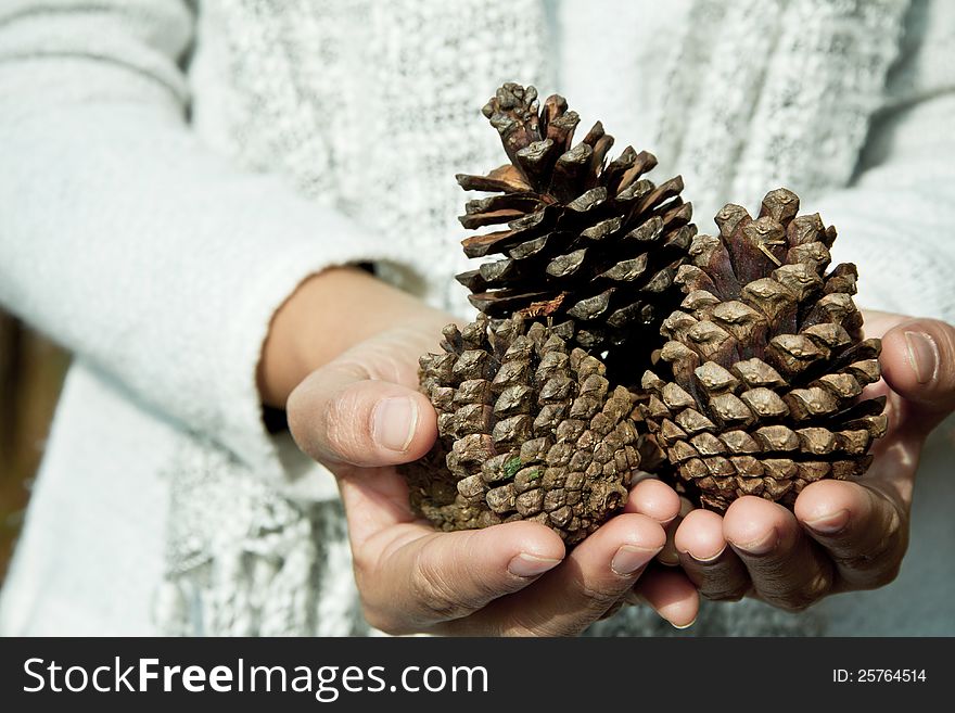 Hand Holding Cedar Cone