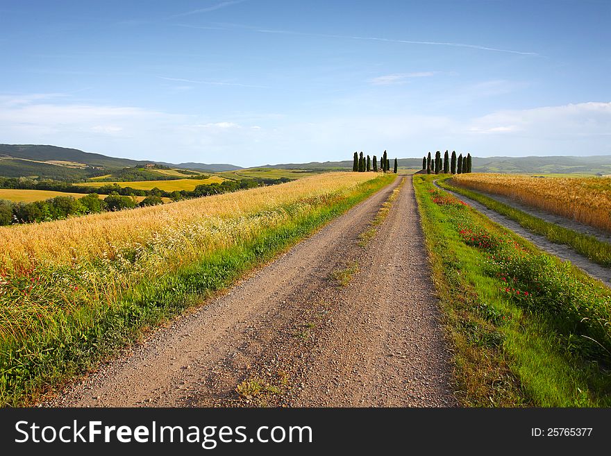 Typical tuscany landscape in the evening