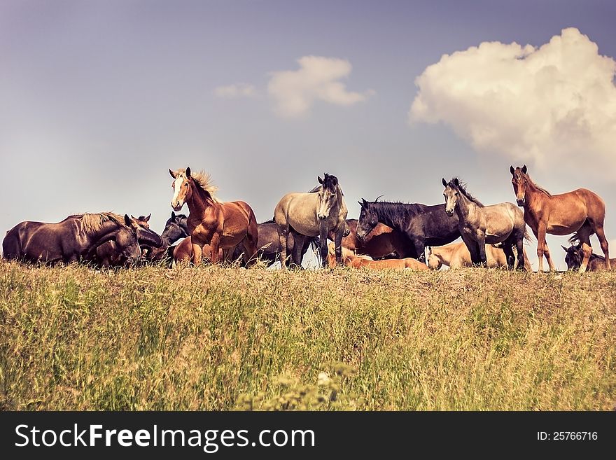 Herd of horses grazing in the meadow. Herd of horses grazing in the meadow