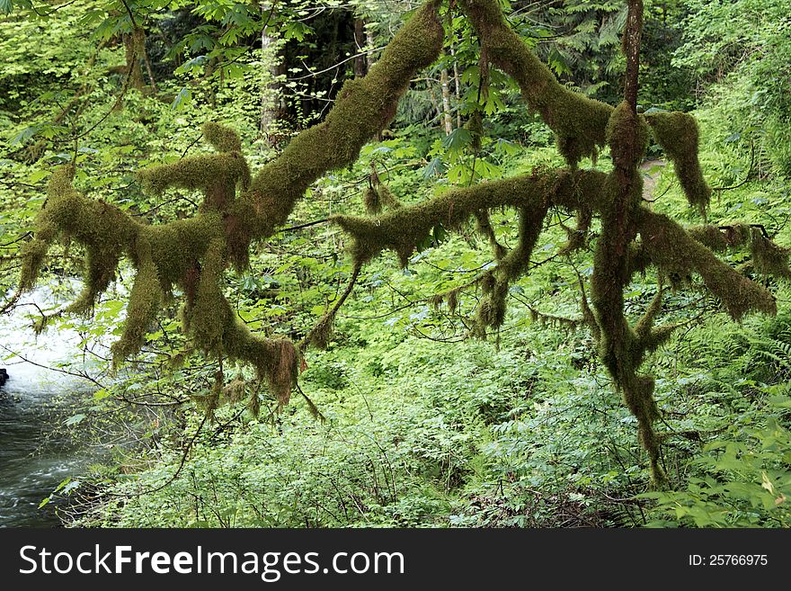 Heavy Lichen on Tree Branches