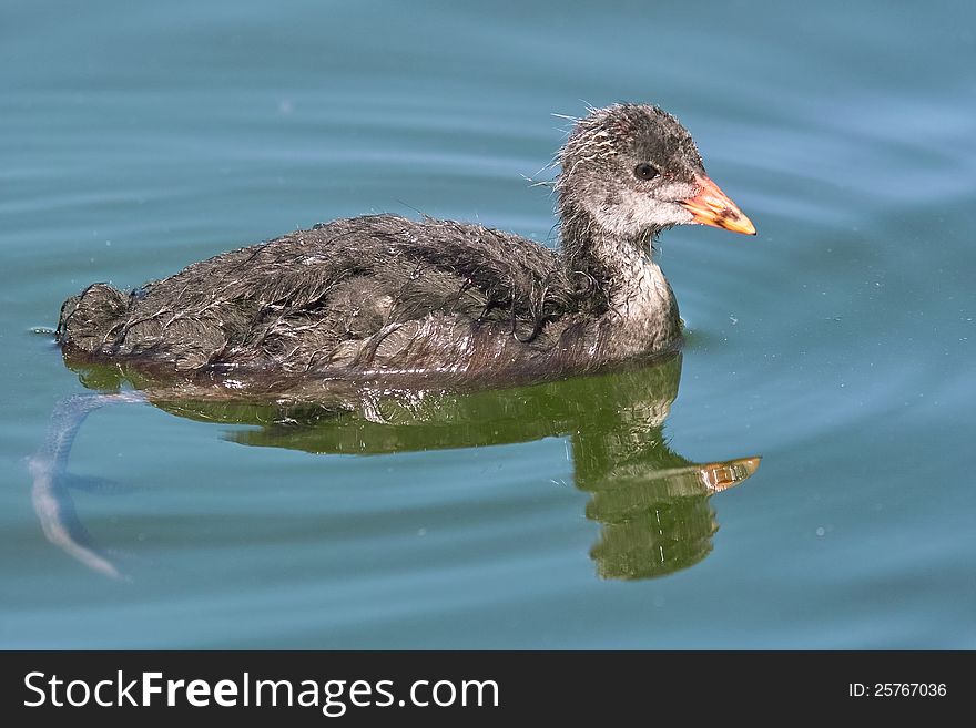 Immature of eurasian coot