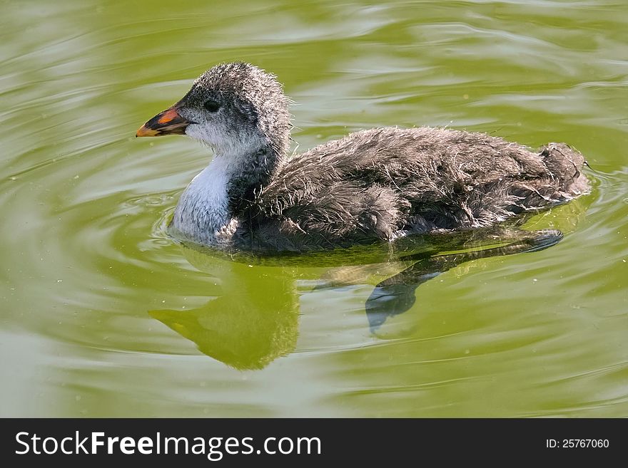 Specimen of the eurasian coots not yet fully mature, immature. Specimen of the eurasian coots not yet fully mature, immature.