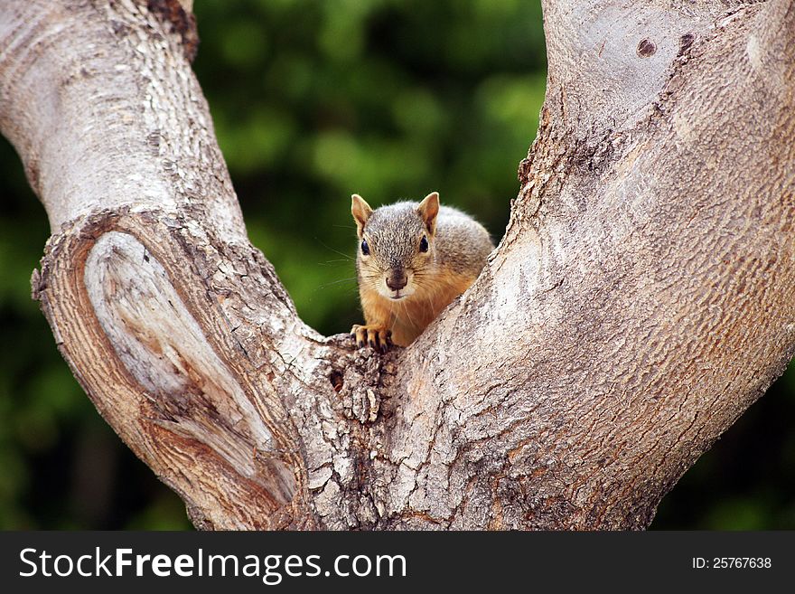 Gray Squirrel in Y of Tree Staring at the camera with abstract green plant background. Gray Squirrel in Y of Tree Staring at the camera with abstract green plant background