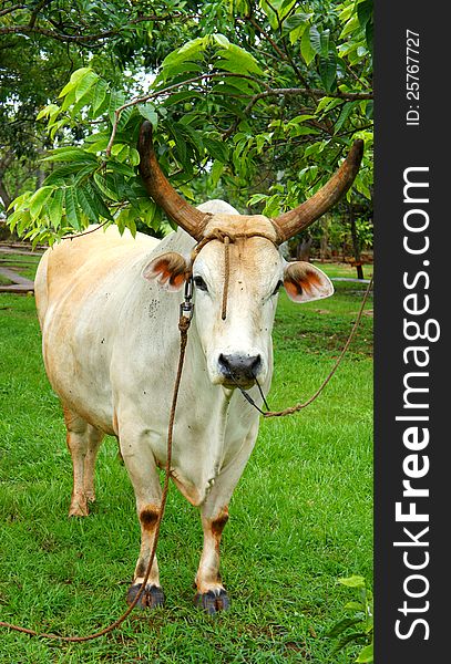 White cow, bull, standing by a tree, looking straight and has horns and large ears. White cow, bull, standing by a tree, looking straight and has horns and large ears.