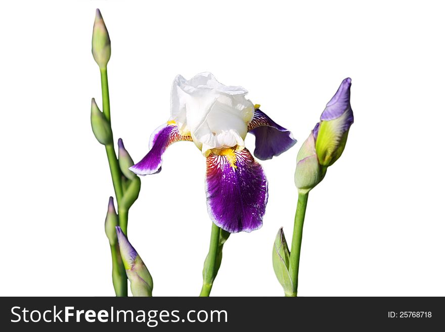 The photo of bouquet of magic irises isolated on white background.