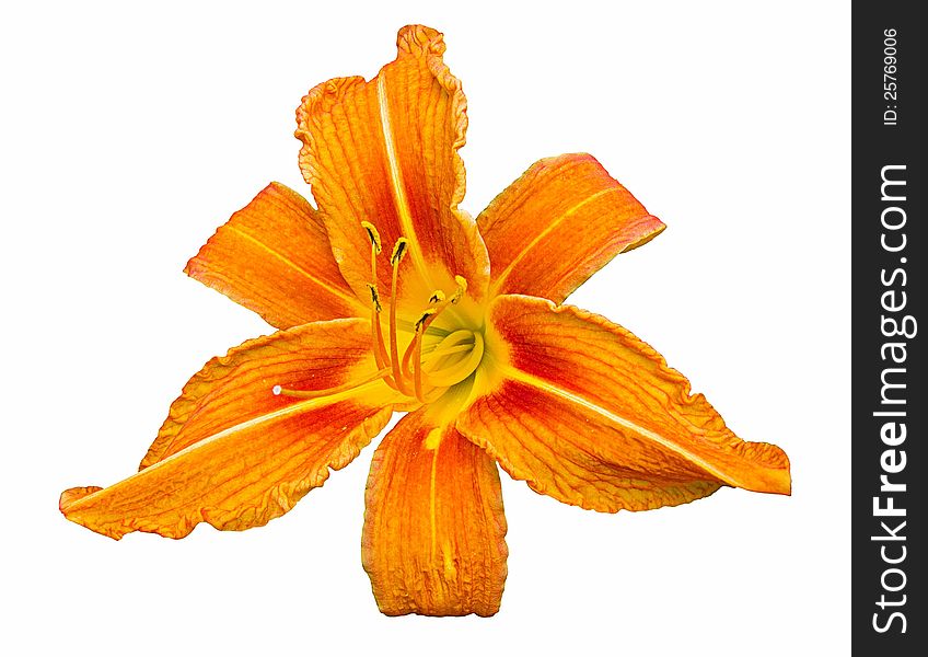 Orange daylily isolated on a white background