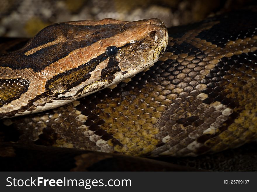 Python Snake Head Close-Up. Studio Shot.