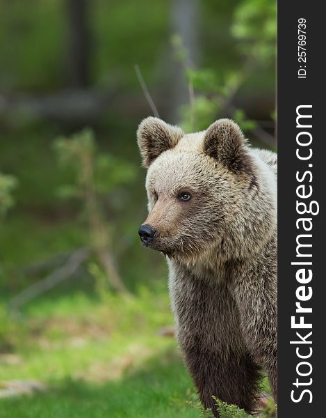 A high resolution image of a brown bear in a tiaga forest. A high resolution image of a brown bear in a tiaga forest