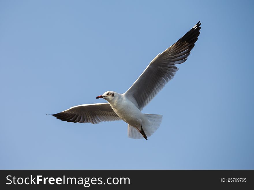 A seagull, soaring in the sky