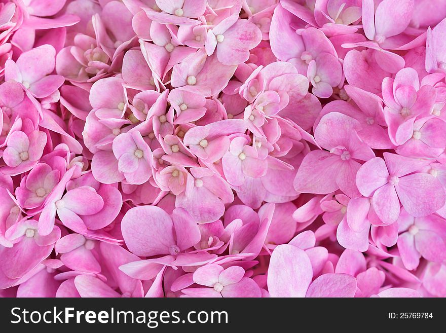 Pink background of hydrangea flowers