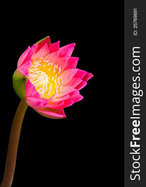 Pink water lily on black background with clipping path