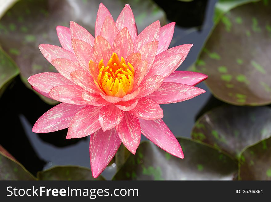 Top view of Beautiful Pink Lotus in pond