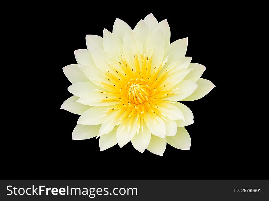 Yellow lotus, Isolated on black with clipping path