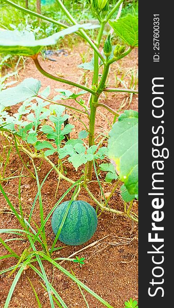 Small watermelon fruit and the vine