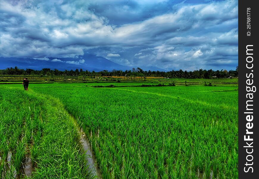 rice field with mountain and cloud in the background