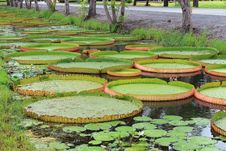 Royal Water Lily Royalty Free Stock Photography Royal Water Lily Royalty Free Stock Photography
