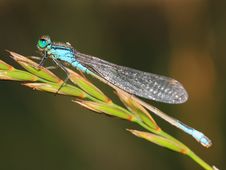 Damselfly With Morning Dew Royalty Free Stock Images Damselfly With Morning Dew Royalty Free Stock Images