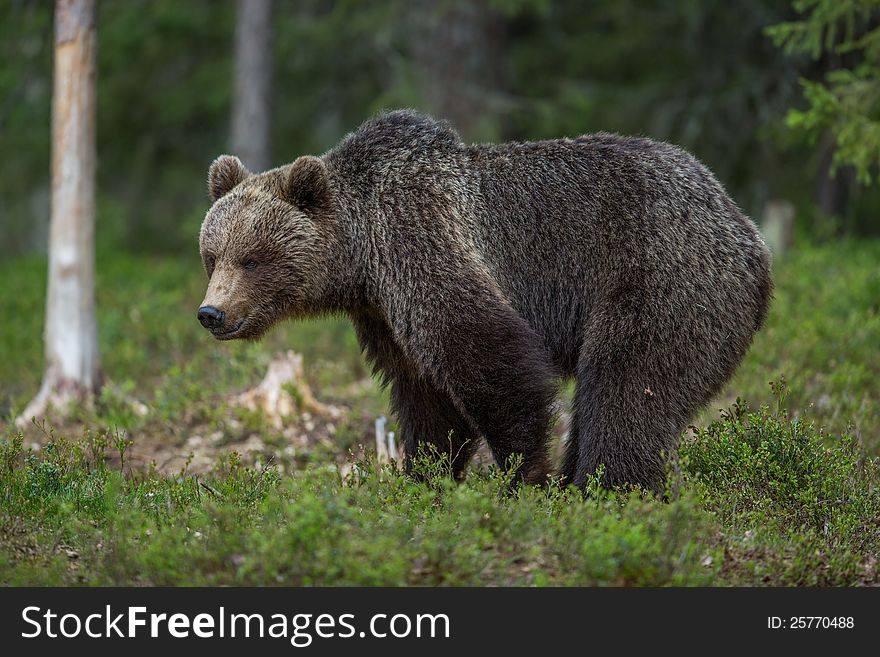 Brown bear in Finnish Tiaga forests