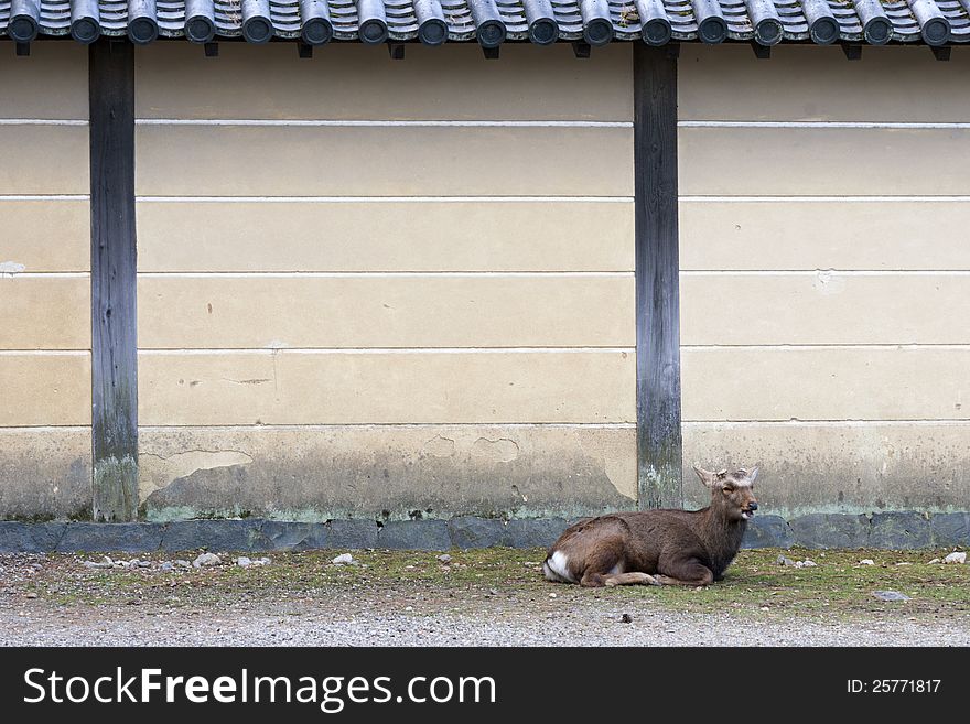 Japanese deer Sika rests near temple wall. Japanese deer Sika rests near temple wall