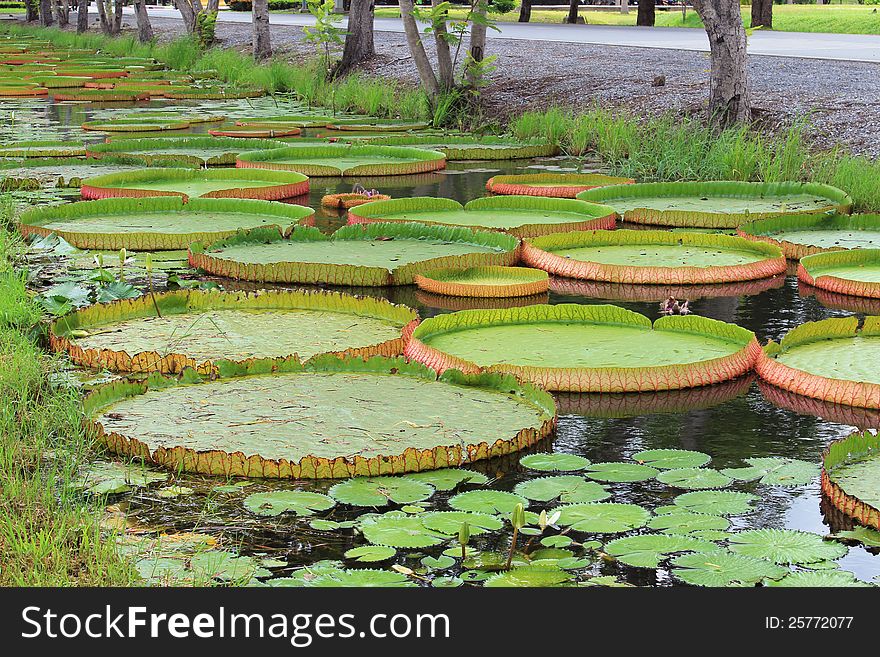 Royal Water Lily Pretty well.