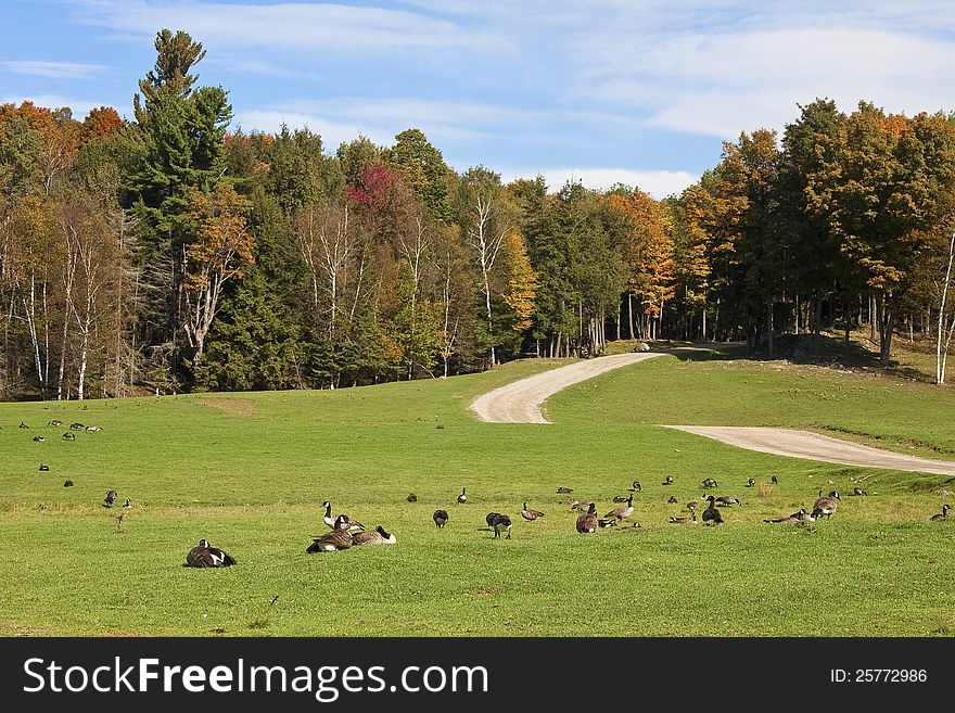 Canadian geese rest on a meadow near the forest in autumn. Canadian geese rest on a meadow near the forest in autumn