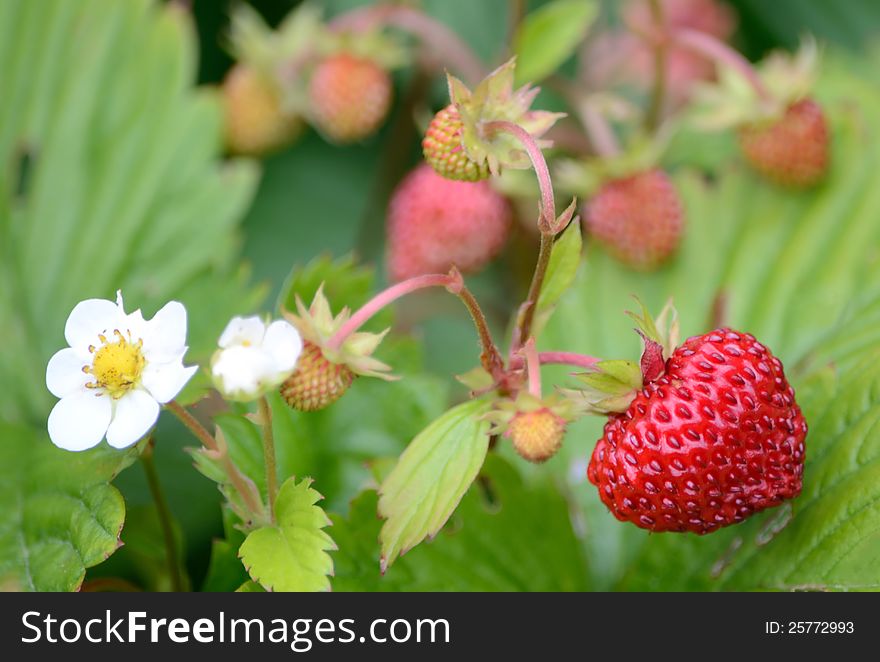 Closeup for wild strawberry branch. Closeup for wild strawberry branch